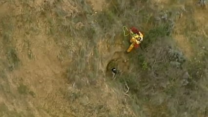 Rescatan a un perro en Australia
