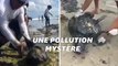 Cette plage paradisiaque brésilienne a été polluée par une marée noire