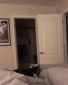 Energetic Cat Jumps High In Air While Playing Fetch