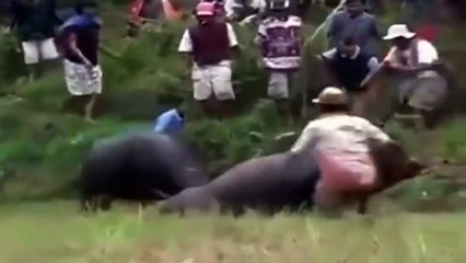 This is what happens if two male buffalo meet!