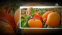 ಸಿಹಿ ಕುಂಬಳಕಾಯಿ ತಿನ್ನುದರಿಂದ ದೇಹಕ್ಕೆ ಆಗುವ ಪ್ರಯೋಜನಗಳು | Benefits Of Eating Pumpkin | Pumpkin Seeds