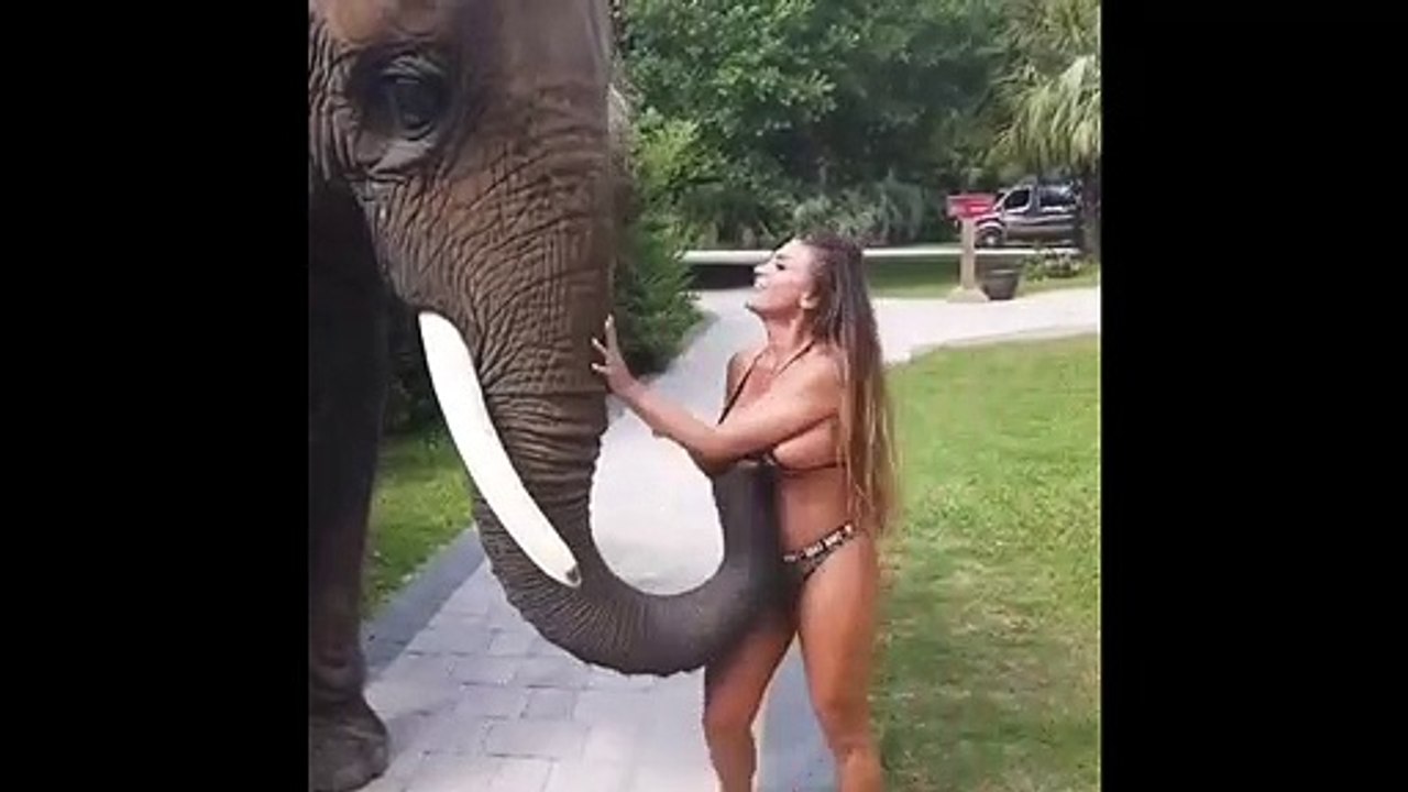 Elephants are joking
