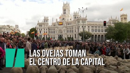 Miles de ovejas recorren el centro de Madrid en al Fiesta de la Trashumancia