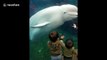 Friendly beluga whale filmed spraying little kids at US aquarium