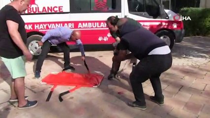 Kamyonetin çarptığı köpeğin imdadına 'petbulance' yetişti