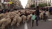 Sheep Seen Taking Over Streets Of Madrid In Annual Herding Festival!