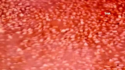 Beylikdüzü'nde 10 bin kişilik mantı dağıtıldı