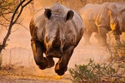 Cuando al rinoceronte se le hinchan los 'melones', de poco sirve tomar precauciones