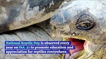 Top 10 Reptiles in the World (National Reptile Day)