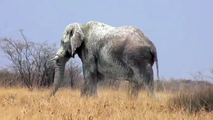 Ils ont filmé le plus vieil éléphant du Etosha National Park