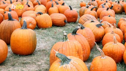 Tips And Tricks For Carving The Perfect Pumpkin