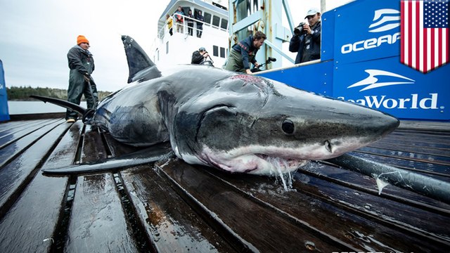 Great white shark bitten in the head by giant great white shark
