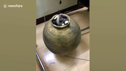 Thai Woman Breaks Pot to Rescue Trapped Cat 🐱