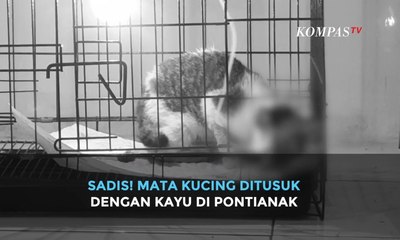 Sadis! Mata Kucing Ditusuk dengan Kayu di Pontianak