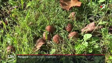 Périgord : l'huile de noix décroche son label AOC
