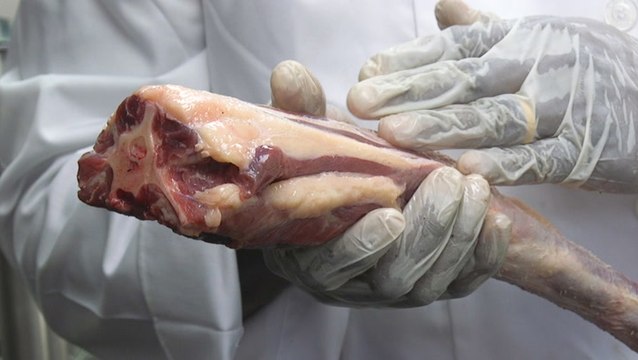 Why oxtail is a Jamaican delicacy