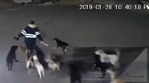 El ataque de una jauría de perros a una mujer