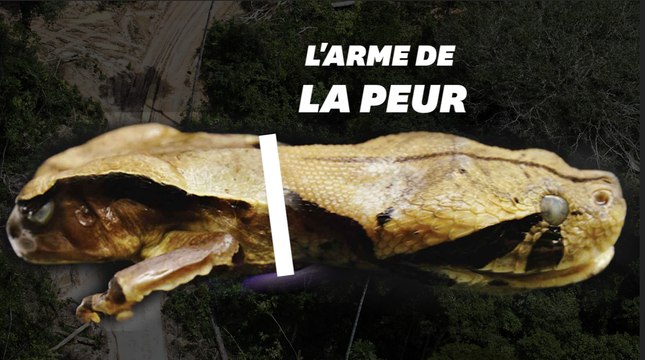 Ce crapaud se déguise en vipère à la perfection pour effrayer les prédateurs