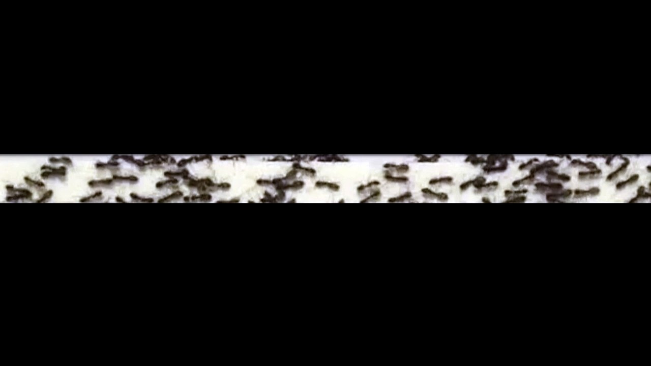 Une expérience sur les fourmis menée par le CNRS