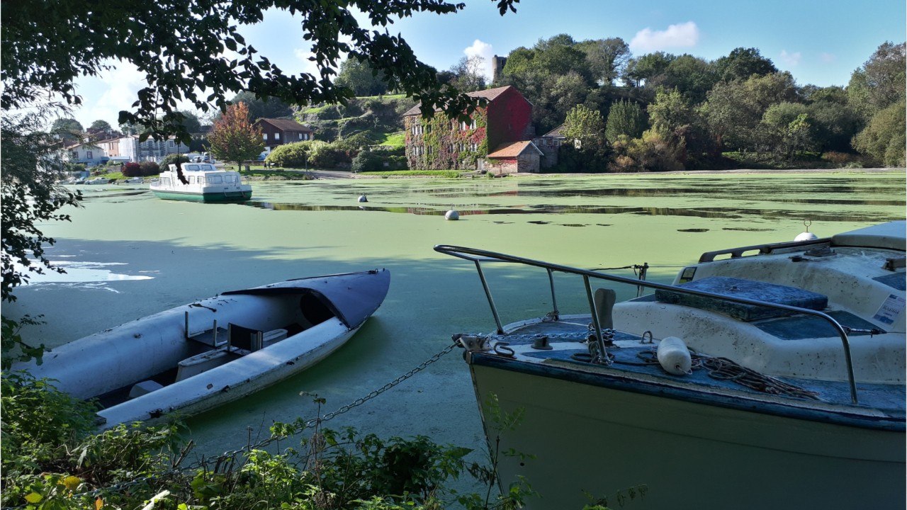 La Sèvre recouverte d'un tapis vert