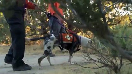 2019 American Humane Hero Dog Awards - Hallmark Trailer