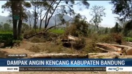 Angin Kencang Tumbangkan Puluhan Pohon Besar di Pangalengan