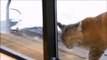 Un lynx rend visite à un chat sur la terrasse... Coucou