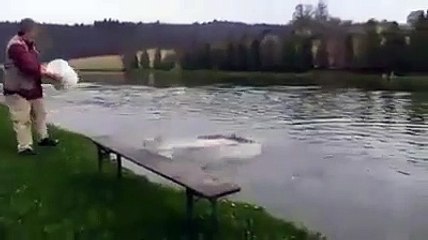 Des poissons vraiment affamés! Impressionnant