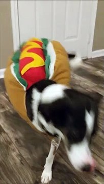 Quand ton chien donne la patte à sa façon... Trop drôle