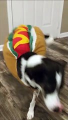 Quand ton chien donne la patte à sa façon... Trop drôle
