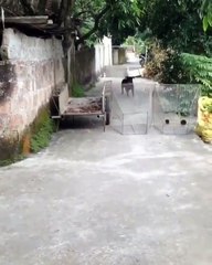 Il veut tester et vérifier si son chien lui sauvera la vie