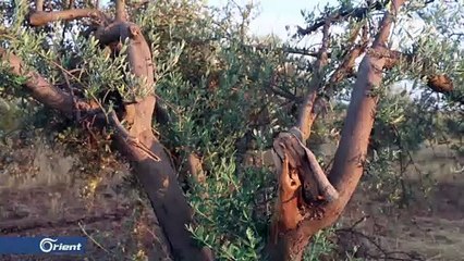 تراجع في انتاج الزيتون جنوب إدلب جراء استمرار القصف