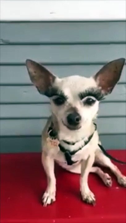 Chihuahua avec des faux cils, le style ultime pour ce chien !