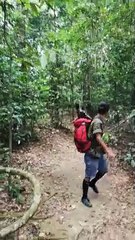 Baby Orangutan Pursues Hikers through the Rainforest
