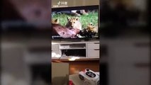 Este gato queda totalmente aterrorizado al ver a unas leonas devorando a su presa en un documental