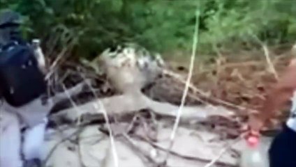 Encuentran a esta ballena en la selva brasileña muy lejos del mar