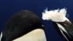 Esta ballena asesina juguetea con la cámara de los científicos mientras se merienda a una presa
