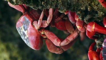 Mira Cómo la Madre Naturaleza Da a Luz a una Nueva Isla