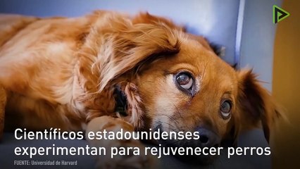 Descubren la relación entre una hormona sexual y el envejecimiento de los hombres