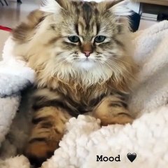 Ce chat en mode patounage est a croquer. Gorgeous !