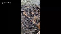 Hundreds of fish rise to water's surface with mouths wide open waiting to be fed