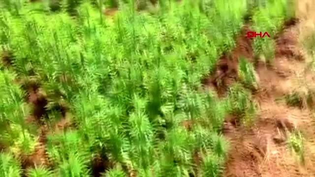 Diyarbakır lice'de narko-terör operasyonu; 4,5 ton esrar ve 185 bin kök hint keneviri ele geçirildi