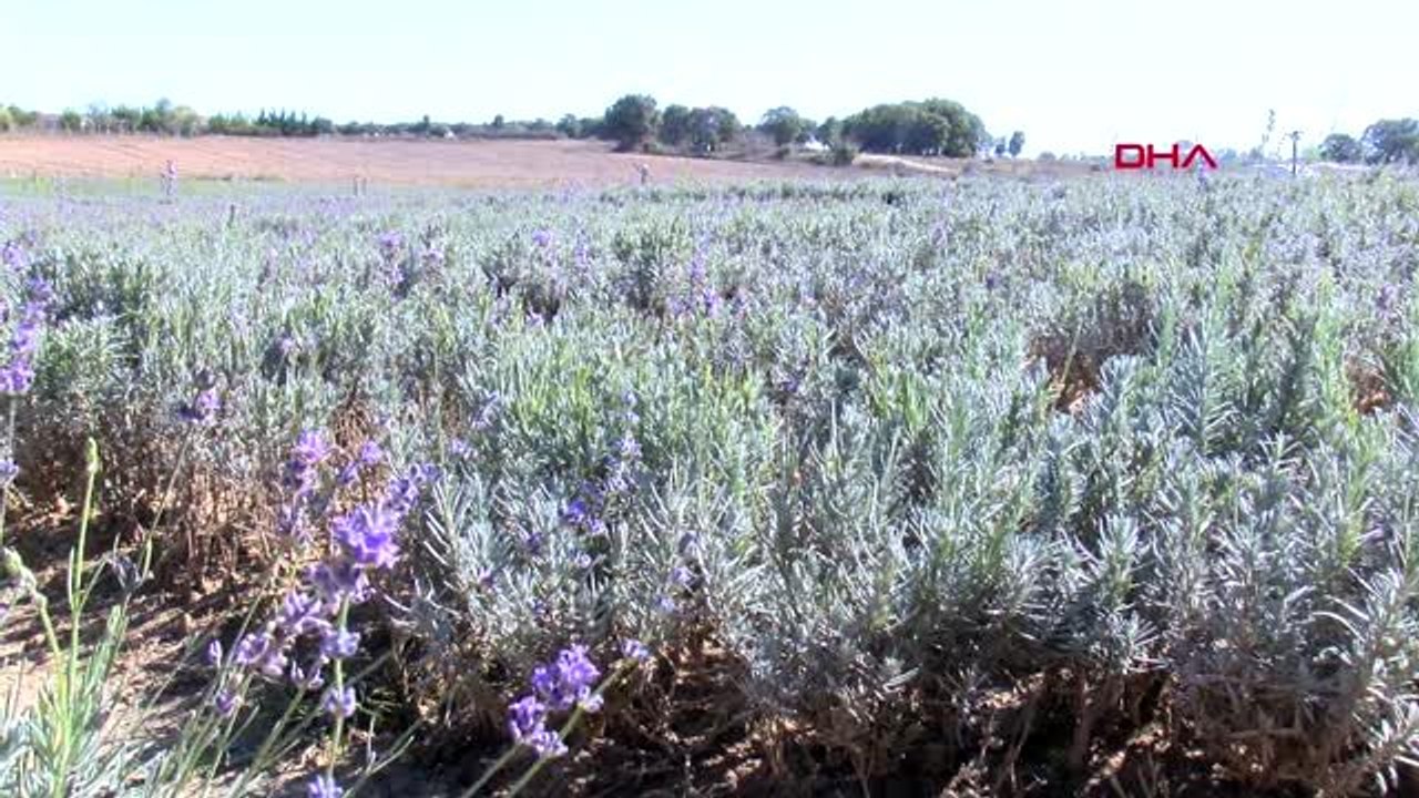 Tekirdağ bulgaristan'dan gelip, tekirdağ'da ürettikleri lavanta balı büyük ilgi görüyor