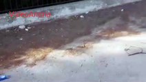 Andria: una volpe morta sulla strada per Castel del Monte -