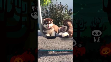 Little Puppy You Will Never Want Them To Grow Up