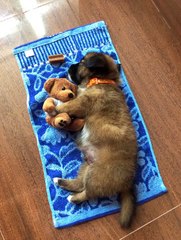 Puppy Gives Teddy Bear Sleep Time Cuddles