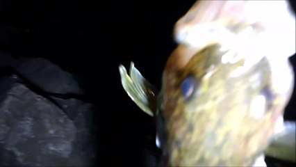 MCH 224 CAUGHT A 10 LBS FISH WHILE FISHING AT DICKSON DAM LATE ONE NIGHT.GOT TO CATCH THEM ALL.