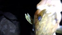 MCH 224 CAUGHT A 10 LBS FISH WHILE FISHING AT DICKSON DAM LATE ONE NIGHT.GOT TO CATCH THEM ALL.