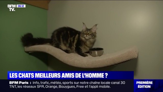 Le chat serait-il le nouvel meilleur ami de l'homme ?