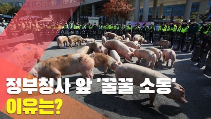 [현장] 정부청사 앞 '꿀꿀 소동'…이유는?